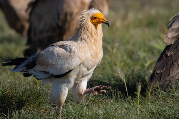 Wildlife Session Vultures Genet Buteo Kingfisher — Stock Photo, Image