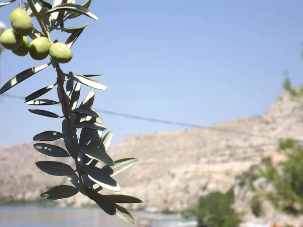 olive tree with green olives and sea