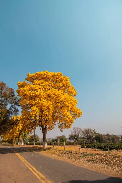 Rvore Amarelo Varginha Minas Gerais — Fotografia de Stock