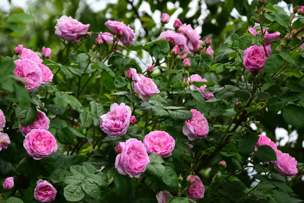 Rosa Verde Rosa Jardim Horisontal — Fotografia de Stock