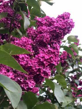 Gökyüzüne karşı yeşil yapraklı pembe-kırmızı leylak. Yüksek kalite fotoğraf, çekici, çiçek, parlak