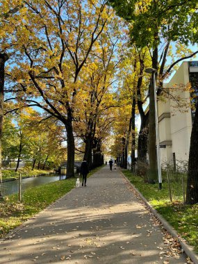 Nehir sarı, yeşil ağaç ve çimenli sonbahar parkı. Yüksek kalite fotoğraf