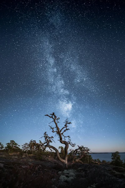 Silhueta Árvore Morta Contra Céu Estelar Épico — Fotografia de Stock