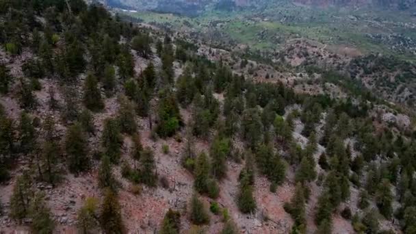 Sobrevoando Uma Floresta Pinheiros Nas Montanhas Tempo Nublado Terreno Montanhoso — Vídeo de Stock