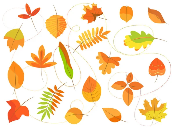秋天的一组20棵不同树种的叶子 被白色背景隔离 装饰元素 — 图库矢量图片
