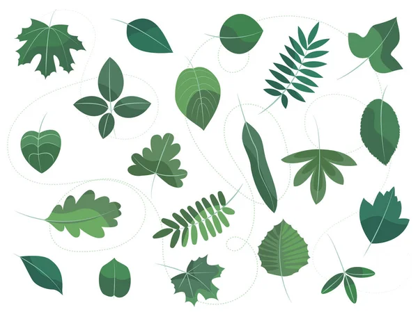 Uppsättning Blad Olika Typer Träd Grön Isolerad Vit Bakgrund Dekorativa — Stock vektor
