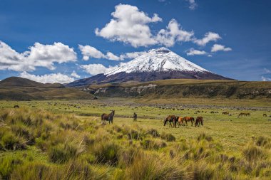 Cotopaxi yanardağının eteğinde otlayan vahşi at sürüsünün geniş açılı görüntüsü. Cotopaxi koruma alanında, vahşi atlar yaklaşık 3800 metre (12,500 feet) yükseklikte serbestçe dolaşabiliyorlar. İşte bir grup vahşi at.