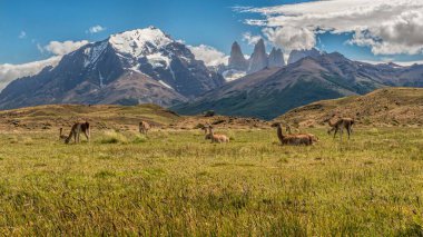 Torres del Paine dağ sırasının eteklerinde otlayan ve dinlenen Guanacos sürüsünün geniş açılı görüntüsü. Arka planda büyük Paine Grande ve muhteşem Cuernos Del Paine.
