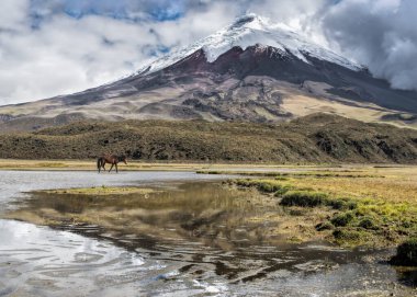 Cotopaxi, 5897 metre, dünyanın en yüksek ikinci aktif volkanı. Ayağında, Limpiopungo güçlü volkanı ve ulusal parkın yüksek ovalarından geçen vahşi bir atı yansıtıyor..