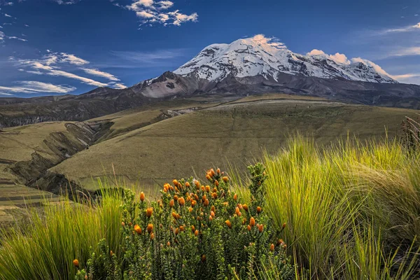 The Chuquirahua, a native plant of the Andes typical from the paramo. It can be find up to 4300m. Also named the flower of the hiker, flower of the Andes, it\'s the symbol of the mountaineers in Ecuador. This one is facing the Chimborazo volcano.