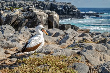 Nazca Booby, maskeli sümsük kuşunun bir alt türü olarak kabul edilir. Bu, sümsük ailesinin en büyüğü. Ağırlıkları ve boyutları nedeniyle havalanmakta güçlük çekiyorlar. Bu yüzden yuvalarını uçurumlara ve adacıklara kurmayı tercih ediyorlar.