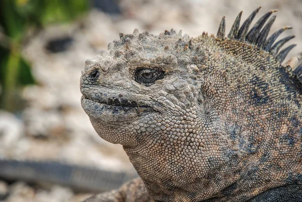 Marine iguana is the only lizard with the ability to live and forage at sea and is endemic to the Galapagos. Adults are black most of the year however the males change colour during the mating season. In Espanola and Floreana they are more colourful.