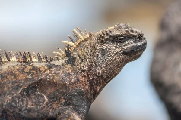 Marine iguana is the only lizard with the ability to live and forage at sea and is endemic to the Galapagos. Adults are black most of the year however the males change colour during the mating season. In Espanola and Floreana they are more colourful.