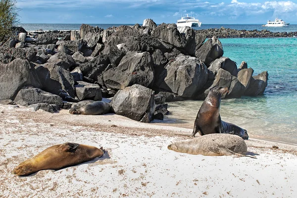 Playa Arena Blanca Con Rocas Lobos Marinos Tomando Sol Cruceros — Foto de Stock