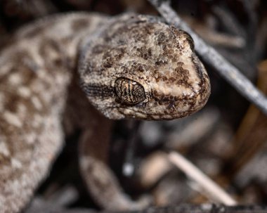 Kertenkele yakın plan, makro fotoğraf