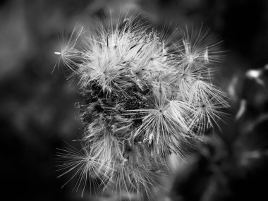 Siyah beyaz fotoğraflı karahindiba yaprakları.