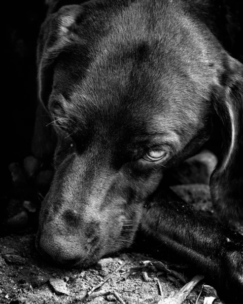 Triste Perro Esperando Amor —  Fotos de Stock