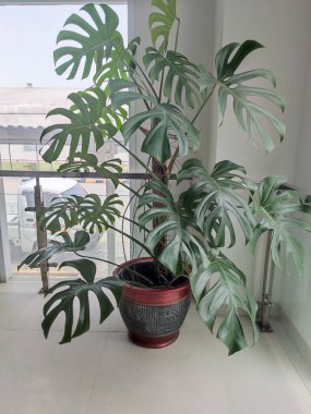 Karawang, Endonezya, Eylül 2022: Monstera Deliciosa bitkileri binanın köşesinde süsleme haline geldi