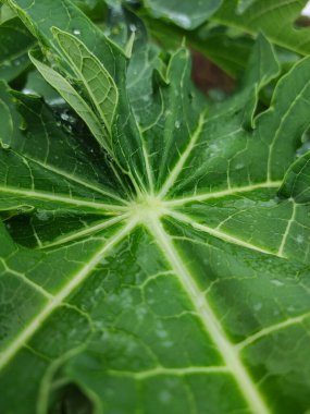 Karawang, Endonezya, 2 Ekim 2022: Papaya yaprakları yağmur suyuna maruz kalarak egzotik hale geldiler