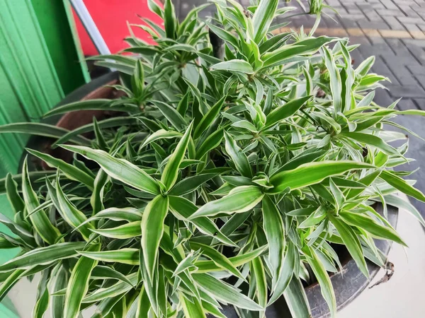 Varios Tipos Plantas Ornamentales Parque Ciudad — Foto de Stock