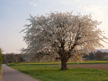 Yalnız bir ağaç, çiçekli bir kiraz.