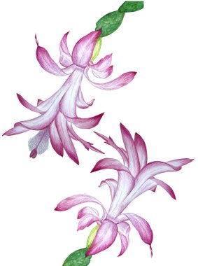 Schlumbergera suluboya botanik çizimi. Zygocactus çiçekleri. Çiçekli kaktüslü çiçek deseni, tropikal çiçekli ev bitkisi. Çiçekli pembe Noel kaktüsü. Yağmur ormanı epifiz kaktüsü..