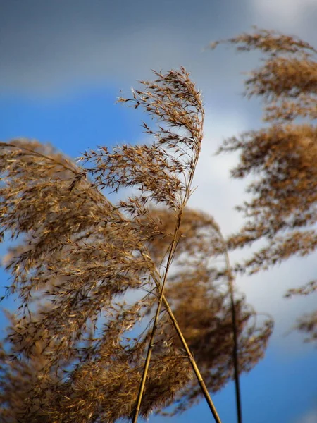 Árboles Viento Cielo — Foto de Stock