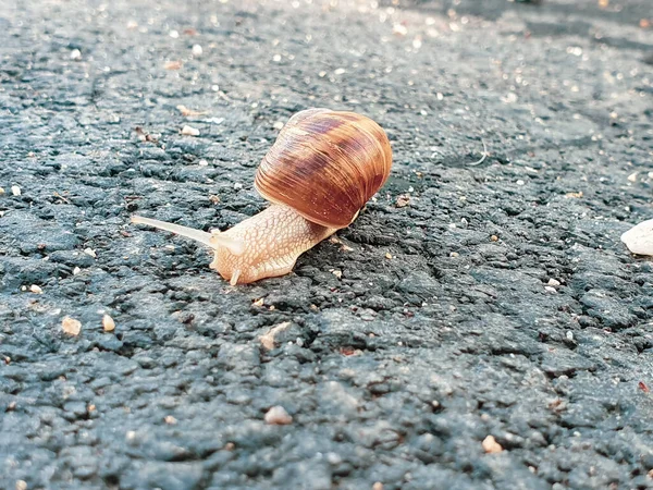 Snails Vai Algum Lado — Fotografia de Stock