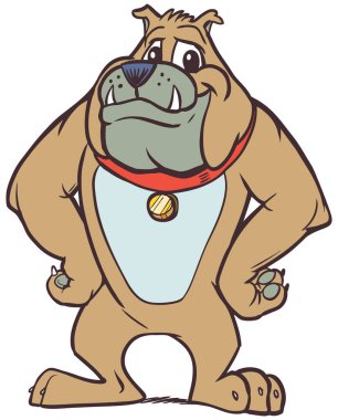 Vector cartoon clip art illustration of a strong but friendly anthropomorphic bulldog mascot with a red collar and his hands on his hips from a front view.