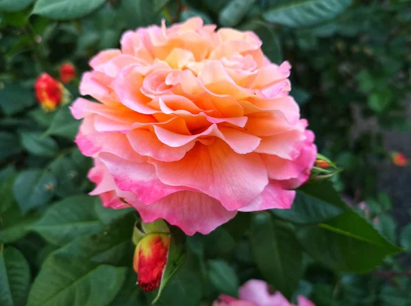 Primer Plano Hermosa Rosa Flor Jardín Rosas Están Floreciendo Verano —  Fotos de Stock