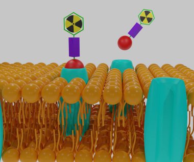 Theranostic radyofarmasötikler. Bir radyonüklit, bir hedef vektör (bağlanma molekülü) ile birleştirilmiştir.