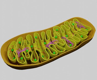 3d Mitokondrion organellerinin DNA iplikleri