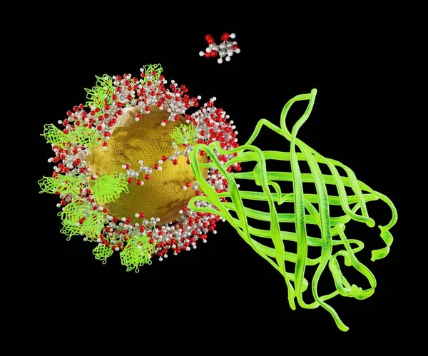 Proteínas Flourescent Verdes Nanopartículas Ouro Com Ácido Cítrico — Fotografia de Stock