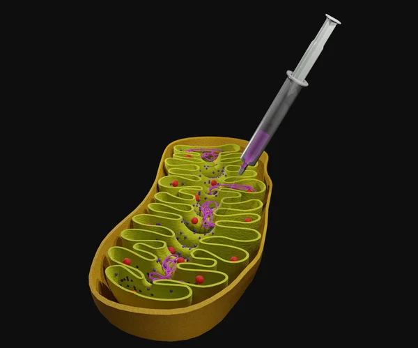 Mitocondrion Organelas Com Fios Dna — Fotografia de Stock