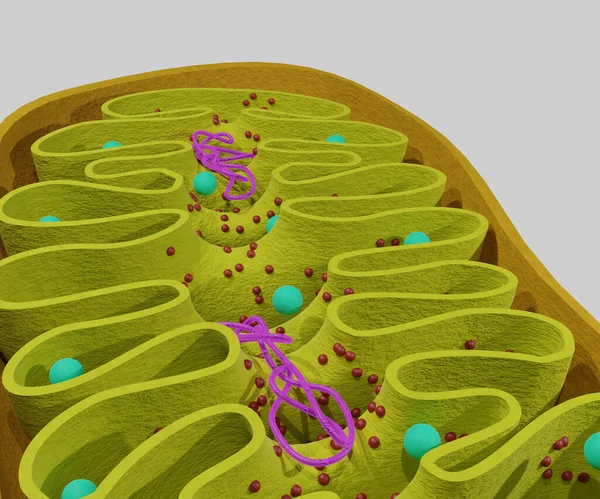 Mitokondrion Organellerinin Dna Iplikleri — Stok fotoğraf