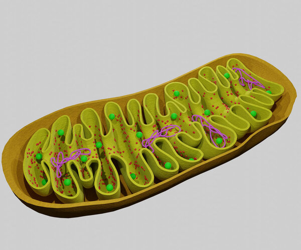 3-я митохондриальная органелла с нитями ДНК