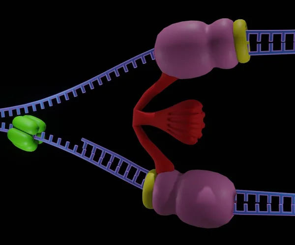 Pens Dolduruculu Dna Kopyalama Helicase Dna Polimeraz Beta Klemp Süreci — Stok fotoğraf