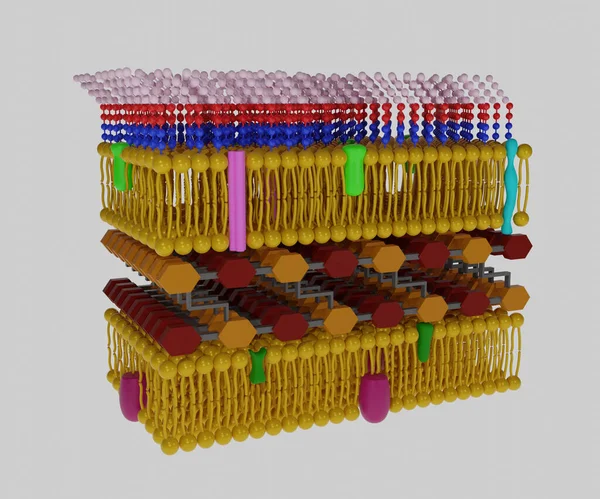 Pared Celular Gram Negativa Compone Una Membrana Externa Una Capa — Foto de Stock