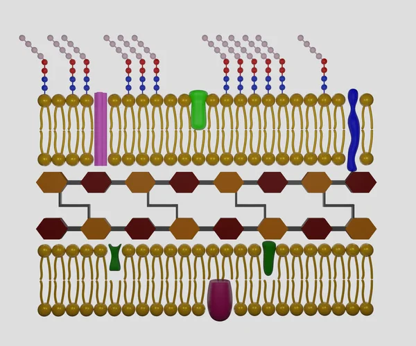 The Gram-negative cell wall is composed of an outer membrane, a peptidoglycan layer, and a periplasm 3d rendering.