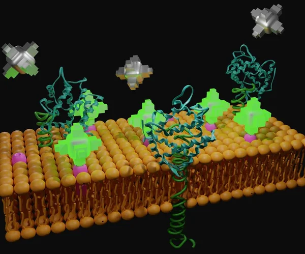 Bioluminescence Probes Detecting Cell Surface Membrane Protein Expression — Stock Photo, Image