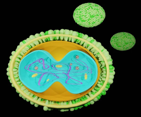 Morfologia Vírus Vaccinia Com Proteína Membrana Externa — Fotografia de Stock