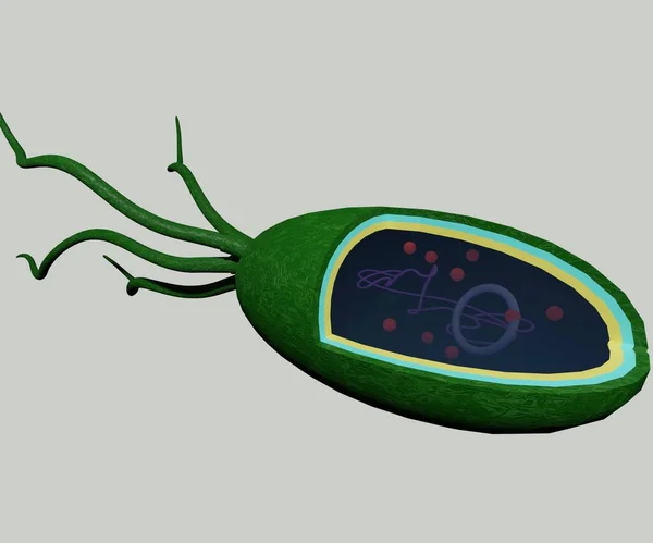 Bakterie Bacillus Pływanie Wodzie Renderowania — Zdjęcie stockowe