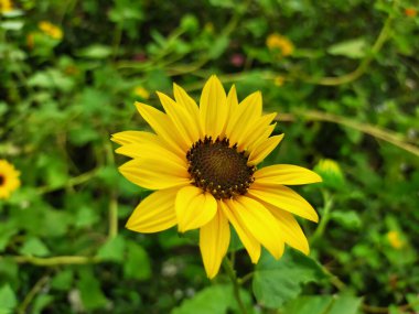 Çiçek bahçesinde bir ayçiçeği açıyor. Ayçiçeği yakın çekim fotoğrafı. çiçek arkaplanı.