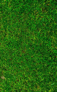 Yeşil çimen desenli arka plan yeşil arkaplan yapımında kullanılan çimen bahçesinin üst görüntüsü. Futbol sahası için çimenlik. yeşil çimen desenli arka plan.