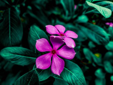 Ağaçta güzel bir çiçek açıyor. Güzel çiçek arkaplanı. Doğanın güzelliği. Doğa dokusu arkaplanı.