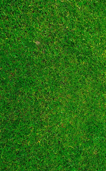 Green grass texture background Top view of bright grass garden used for making green backdrop. lawn for training football pitch. green grass lawn pattern textured background.