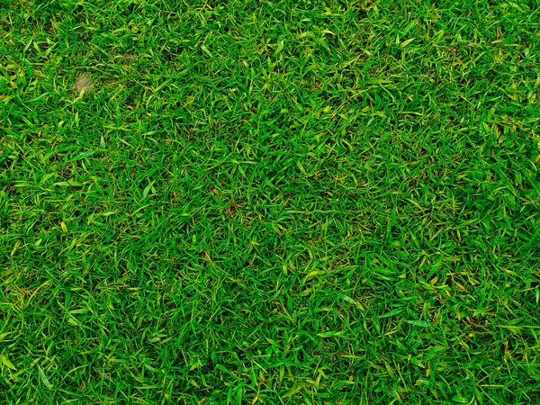 Green grass texture background Top view of bright grass garden used for making green backdrop. lawn for training football pitch. green grass lawn pattern textured background.