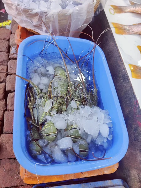 Lobstar fish in the fish market in india. Digha fish market.