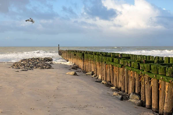 Kutup liderleri, Hollanda sahilinin koruyucuları.
