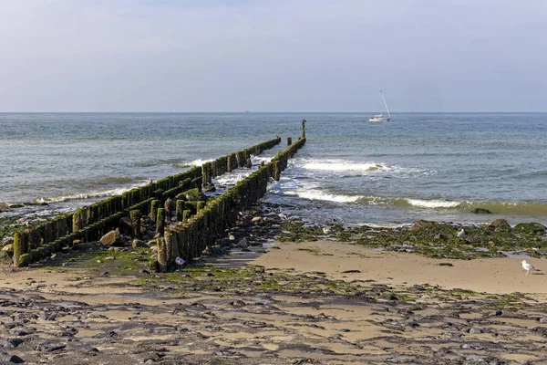 Lengyel Vezetők Holland Part Őrei — Stock Fotó